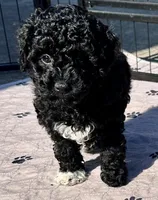 Milo, a male Poodle - Toy  for sale in Mount Vernon, IL – 3 of 9
