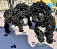 Milo, a male Poodle - Toy  for sale in Mount Vernon, IL – 8 of 9