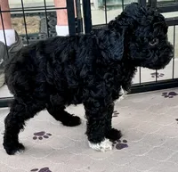 Milo, a male Poodle - Toy  for sale in Mount Vernon, IL – Photo 9 of 10