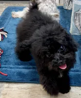 Tink, a male Poodle - Toy  for sale in Mount Vernon, IL – 9 of 10