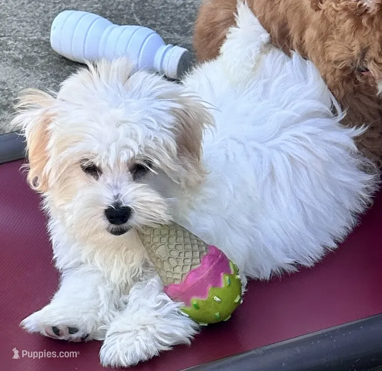Ollie – Maltipoo, Poodle - Toy  puppy on hold in Mount Vernon, IL