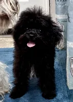 Tink, a male Poodle - Toy  for sale in Mount Vernon, IL – 7 of 10