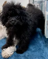 Tink, a male Poodle - Toy  for sale in Mount Vernon, IL – 1 of 10