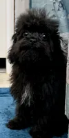 Tink, a male Poodle - Toy  for sale in Mount Vernon, IL – 2 of 10