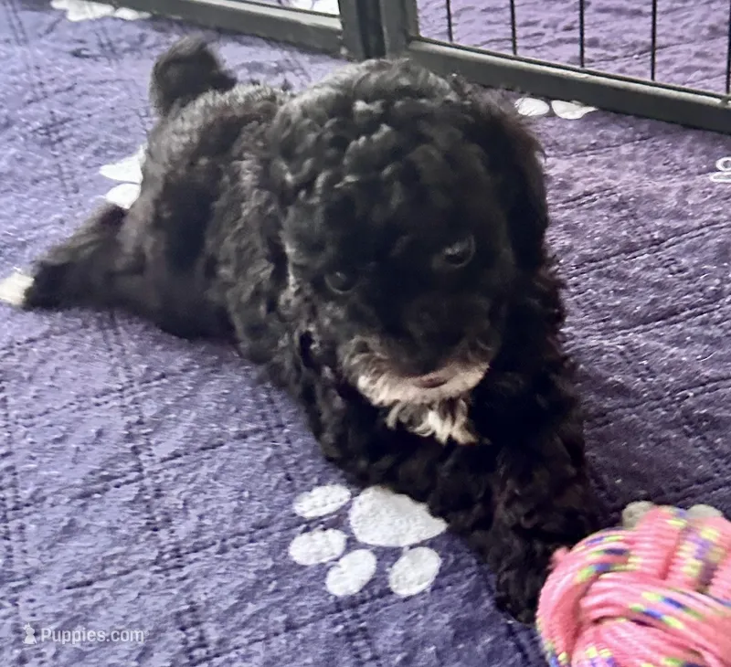 Alfie – Poodle - Toy  puppy for sale in Mount Vernon, IL