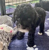 Alfie, a male Poodle - Toy  for sale in Mount Vernon, IL – Photo 7 of 7