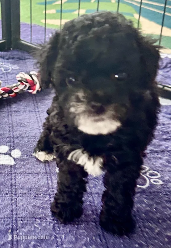 Alfie – Poodle - Toy  puppy for sale in Mount Vernon, IL