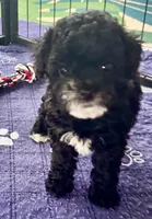 Alfie, a male Poodle - Toy  for sale in Mount Vernon, IL – Photo 6 of 7