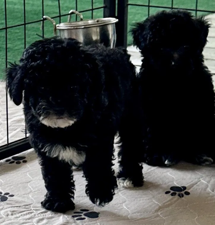 Alfie – Poodle - Toy  puppy for sale in Mount Vernon, IL