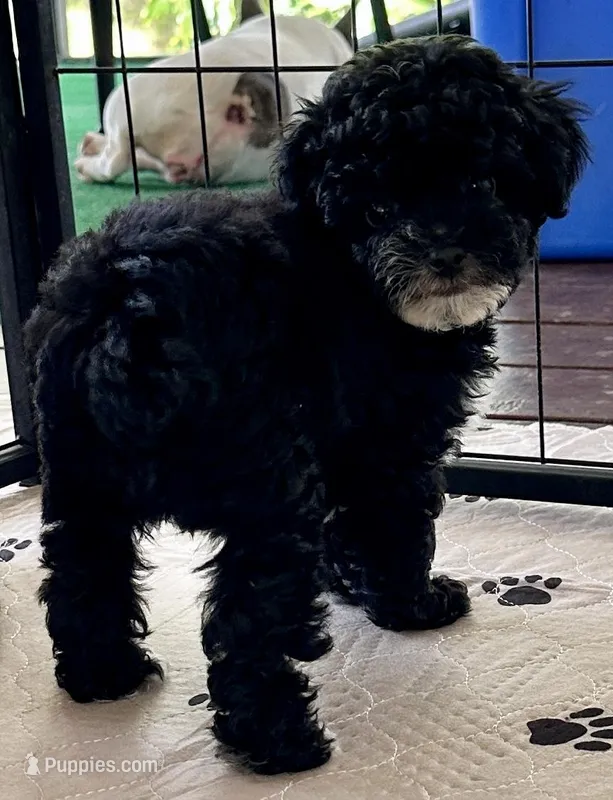 Alfie – Poodle - Toy  puppy for sale in Mount Vernon, IL