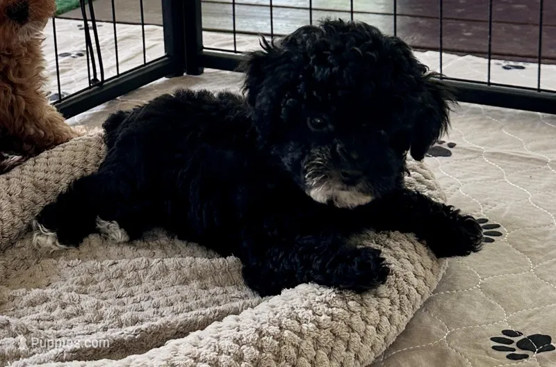 Alfie – Poodle - Toy  puppy for sale in Mount Vernon, IL