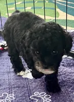 Alfie, a male Poodle - Toy  for sale in Mount Vernon, IL – Photo 2 of 7