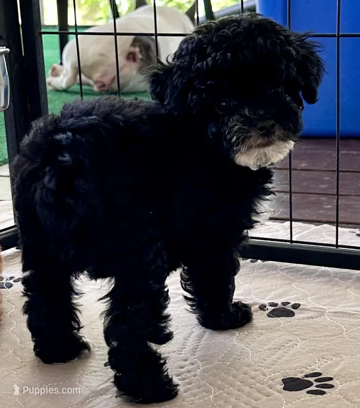 Alfie – Poodle - Toy  puppy for sale in Mount Vernon, IL