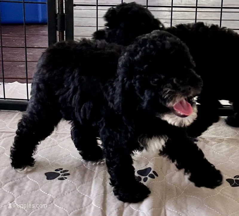 Alfie – Poodle - Toy  puppy for sale in Mount Vernon, IL