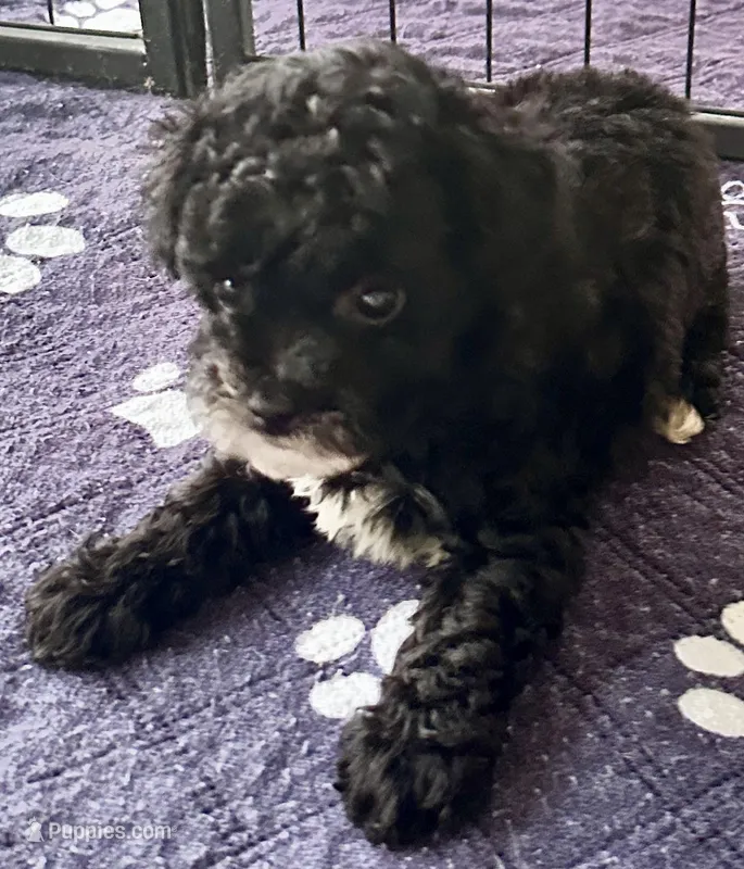 Alfie – Poodle - Toy  puppy for sale in Mount Vernon, IL