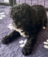 Alfie, a male Poodle - Toy  for sale in Mount Vernon, IL – Photo 3 of 7