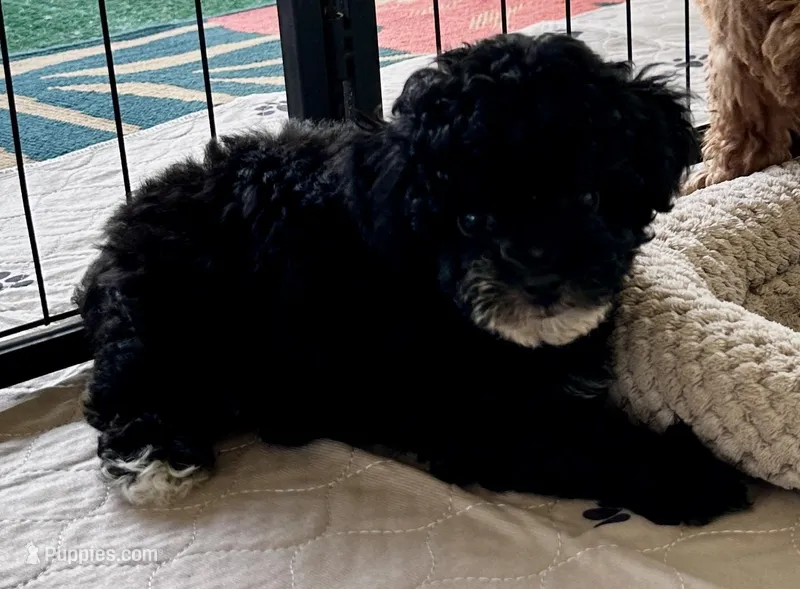 Alfie – Poodle - Toy  puppy for sale in Mount Vernon, IL