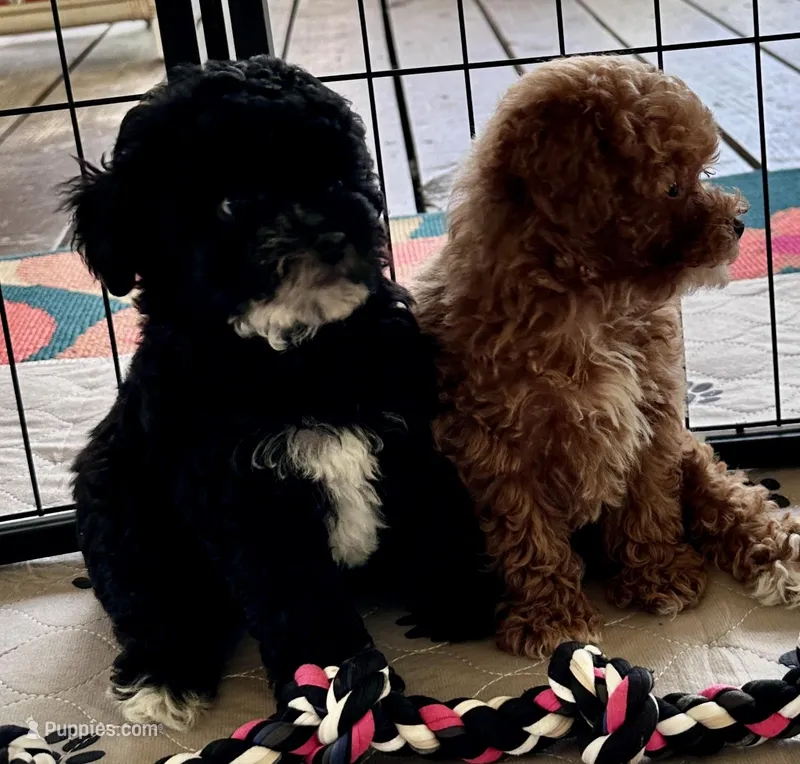 Alfie – Poodle - Toy  puppy for sale in Mount Vernon, IL