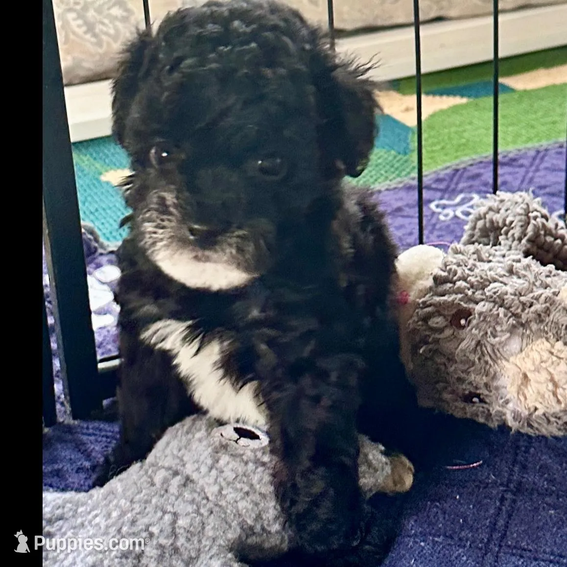 Alfie, a male Poodle - Toy  for sale in Mount Vernon, IL – Photo 5 of 7