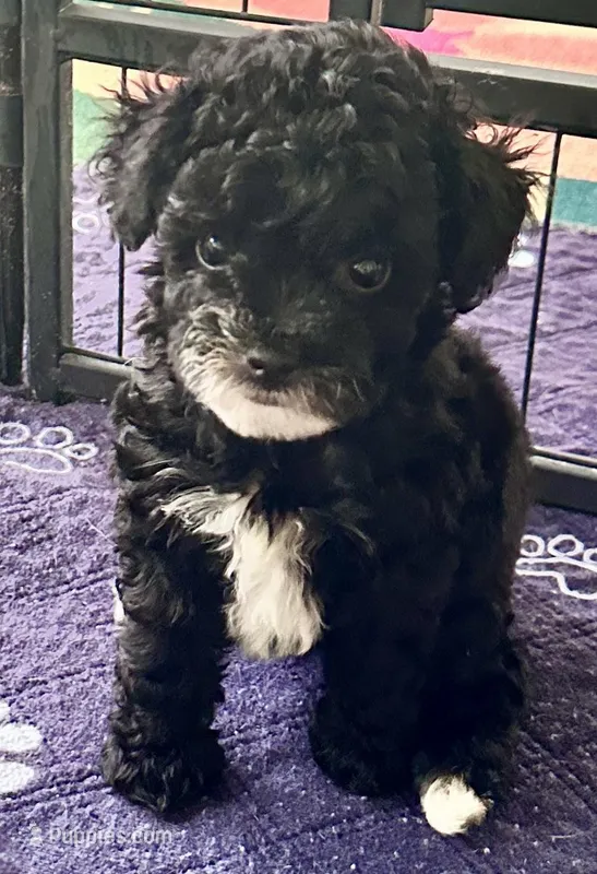 Alfie – Poodle - Toy  puppy for sale in Mount Vernon, IL