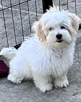 Ollie, a male Maltipoo and Poodle - Toy  for sale in Mount Vernon, IL – 3 of 10