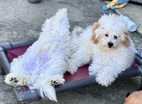 Ollie, a male Maltipoo and Poodle - Toy  for sale in Mount Vernon, IL – 10 of 10