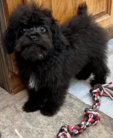 Tink, a male Poodle - Toy  for sale in Mount Vernon, IL – 4 of 10