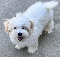 Ollie, a male Maltipoo and Poodle - Toy  for sale in Mount Vernon, IL – 5 of 10