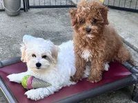 Ollie, a male Maltipoo and Poodle - Toy  for sale in Mount Vernon, IL – 4 of 10