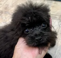 Tink, a male Poodle - Toy  for sale in Mount Vernon, IL – 5 of 10