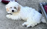 Ollie, a male Maltipoo and Poodle - Toy  for sale in Mount Vernon, IL – 7 of 10