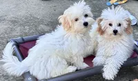 Ollie, a male Maltipoo and Poodle - Toy  for sale in Mount Vernon, IL – 9 of 10