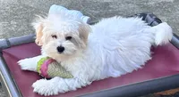 Ollie, a male Maltipoo and Poodle - Toy  for sale in Mount Vernon, IL – 2 of 10