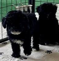 Rosie, a female Poodle - Toy  for sale in Mount Vernon, IL – Photo 7 of 8