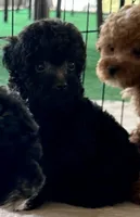 Rosie, a female Poodle - Toy  for sale in Mount Vernon, IL – Photo 4 of 8