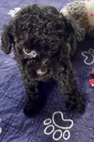 Rosie, a female Poodle - Toy  for sale in Mount Vernon, IL – Photo 6 of 9