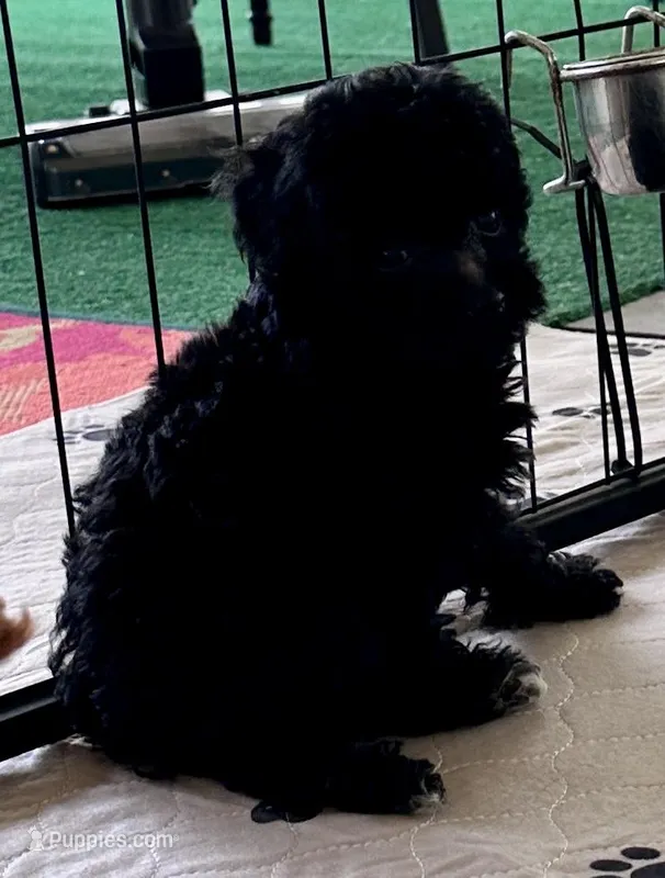 Rosie – Poodle - Toy  puppy for sale in Mount Vernon, IL