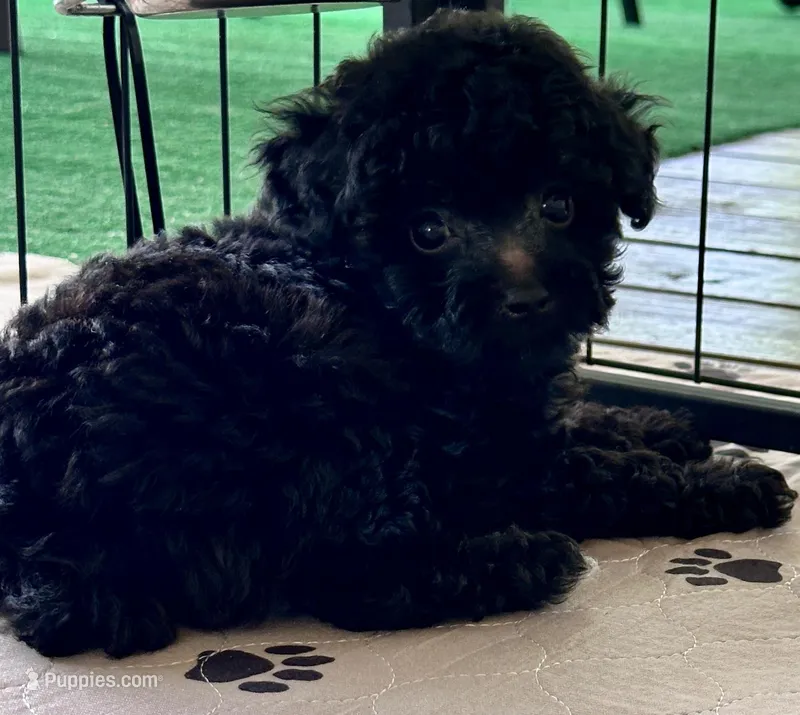Rosie – Poodle - Toy  puppy for sale in Mount Vernon, IL
