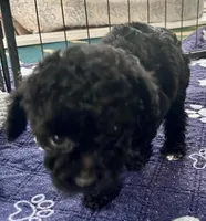 Rosie, a female Poodle - Toy  for sale in Mount Vernon, IL – Photo 9 of 9