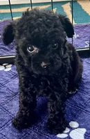 Rosie, a female Poodle - Toy  for sale in Mount Vernon, IL – Photo 3 of 9