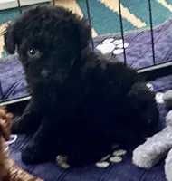 Rosie, a female Poodle - Toy  for sale in Mount Vernon, IL – Photo 2 of 9