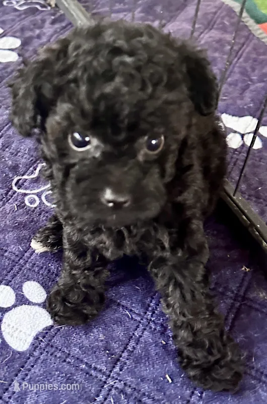 Rosie – Poodle - Toy  puppy for sale in Mount Vernon, IL