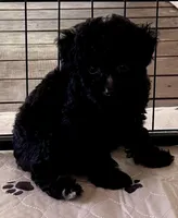 Rosie, a female Poodle - Toy  for sale in Mount Vernon, IL – Photo 5 of 8