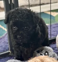 Rosie, a female Poodle - Toy  for sale in Mount Vernon, IL – Photo 4 of 9