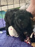 Rosie, a female Poodle - Toy  for sale in Mount Vernon, IL – Photo 8 of 9