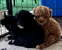 Rosie, a female Poodle - Toy  for sale in Mount Vernon, IL – Photo 8 of 8