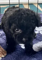 Rosie, a female Poodle - Toy  for sale in Mount Vernon, IL – Photo 7 of 9