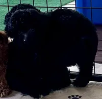 Rosie, a female Poodle - Toy  for sale in Mount Vernon, IL – Photo 6 of 8