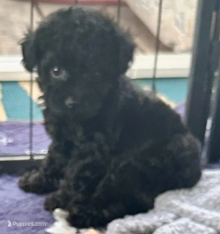 Rosie – Poodle - Toy  puppy for sale in Mount Vernon, IL