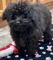 Coal, a male Poodle - Toy  for sale in Mount Vernon, IL – Photo 7 of 8